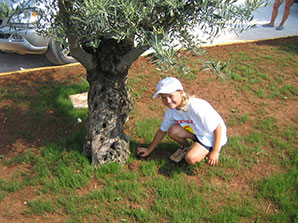 Olive tree